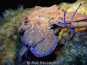 Spanish Lobster closeup by Rico Besserdich 